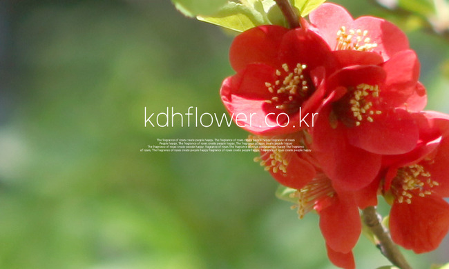 �Ұ��̹���